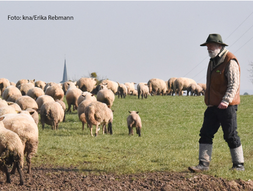 Ein Hirte steht neben seiner Schafherde auf einer Wiese in der Eifel. 