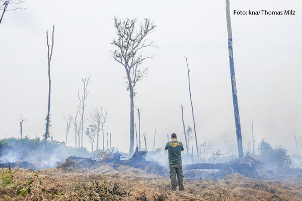 Verbrannte Bäume in Brasilien,