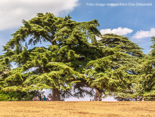 Libanon-Zedern in einem englischen Schlosspark 