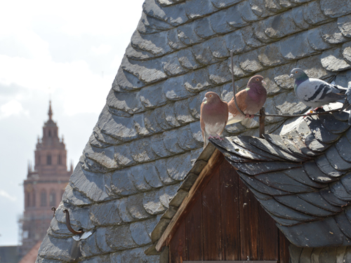 Tauben mit Mainzer Dom im Hintergund