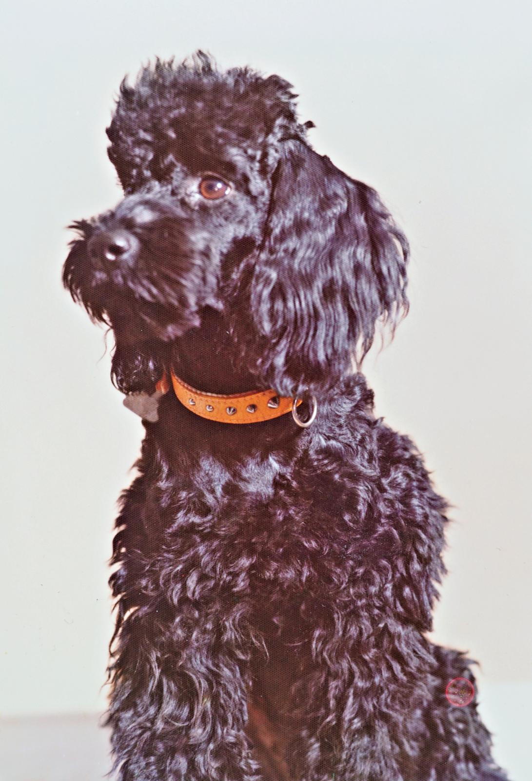 Hund Topsi