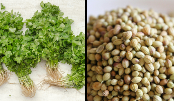 Pflanze und Samen des Korianders