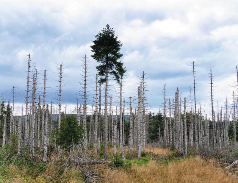 „Wir müssen die Klage der Natur hören lernen“