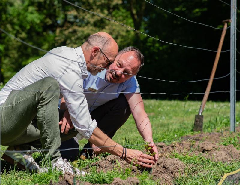 Bald gibt es den ersten Wein aus Lingen