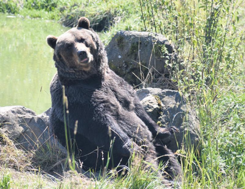 Wo Meister Petz sich gerne sonnt