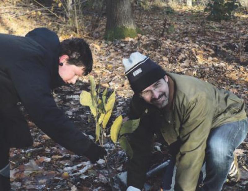 Ersatz für vertrocknete Kiefern