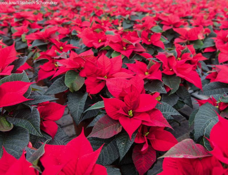 "Blume der Heiligen Nacht"