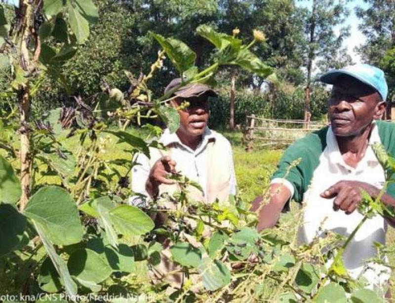 Alles verschlingende Schwärme