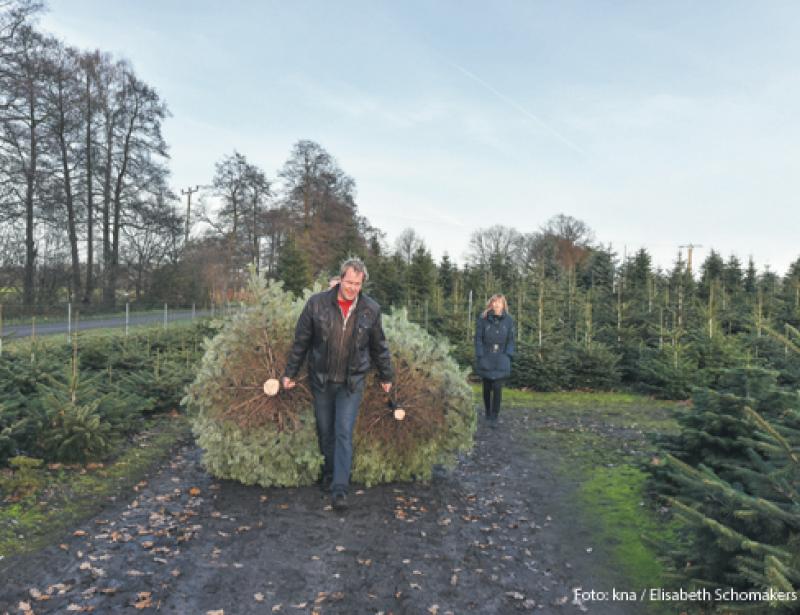 Wie treu sind deine Nadeln?