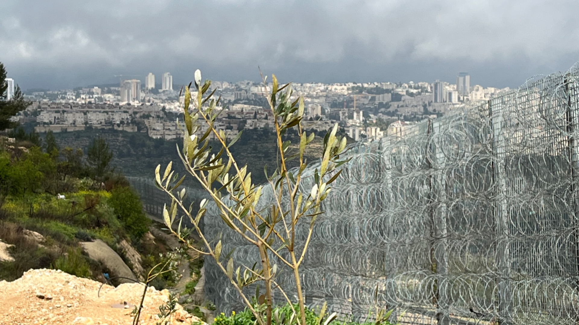Olivenbaum am Grenzzaun Israel Gazastreifen