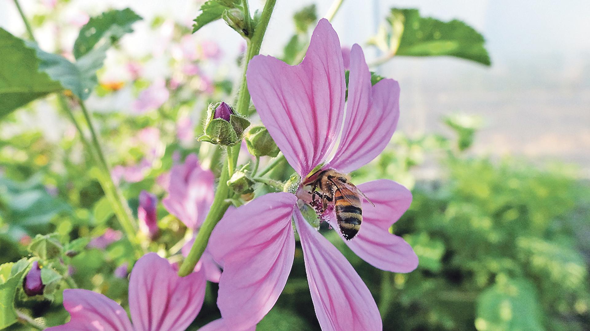 Biene sitzt in Blüte.