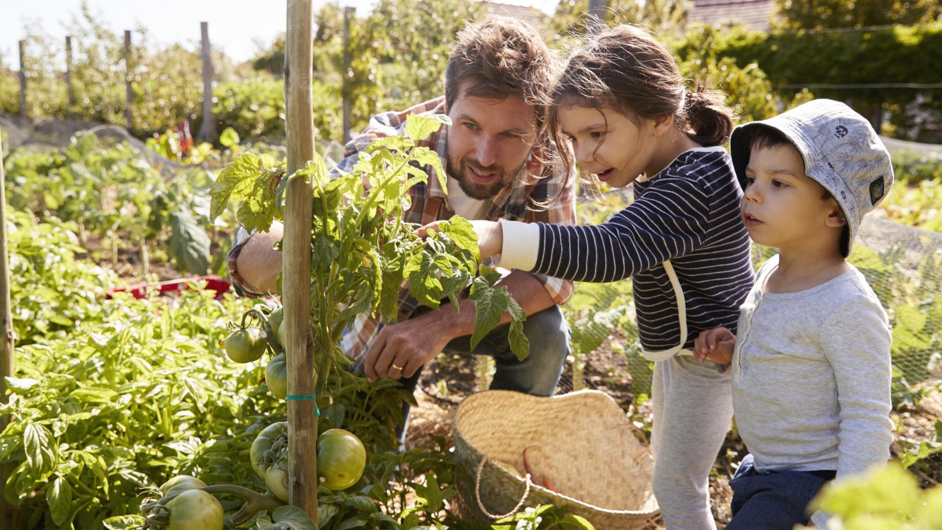 Vater und zwei Kinder schauen an einer Tomatenpflanze nach, ob die Frucht grün oder rot ist.