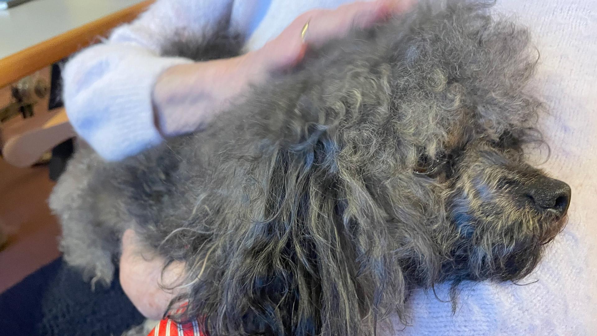 ein kleiner Hund wird gestreichelt