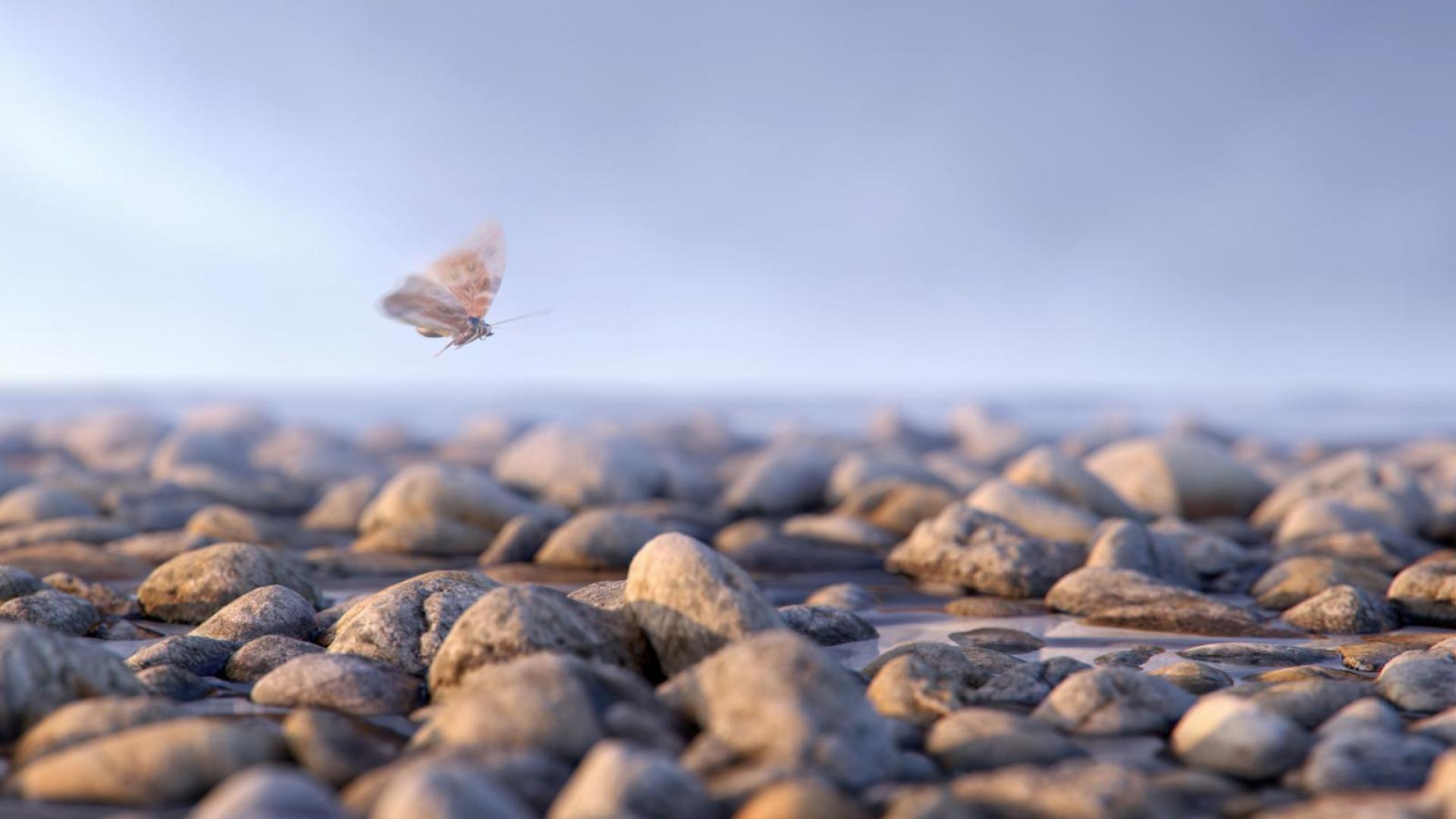 Schmetterling über Steinen